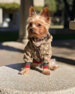 luxury gg hooded jacket