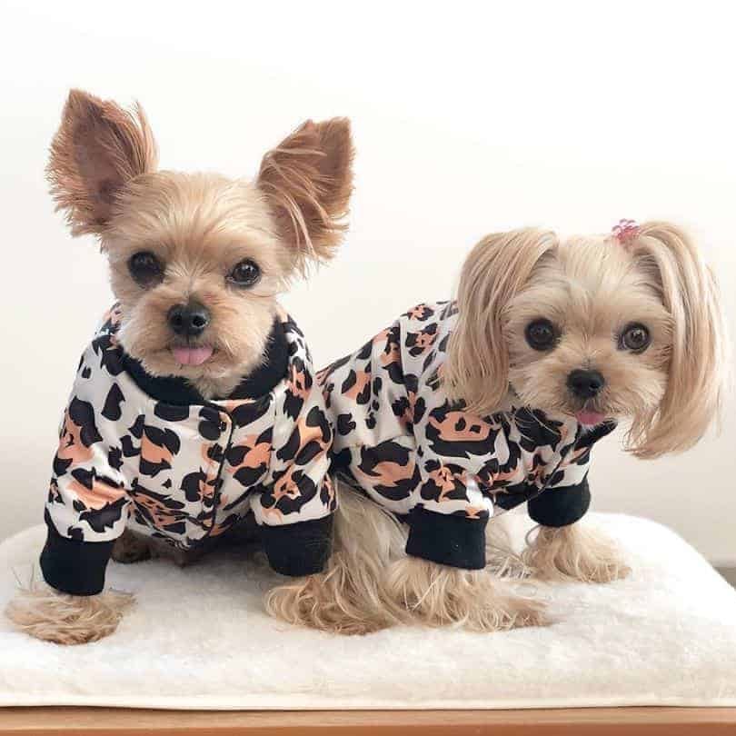 yorkie bomber jacket dog yorkie jacket
