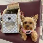 airplane friendly pet carrier yorkshire terrier luxury carrier bag