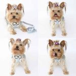 Yorkshire Terrier Floral Harness - Image 2
