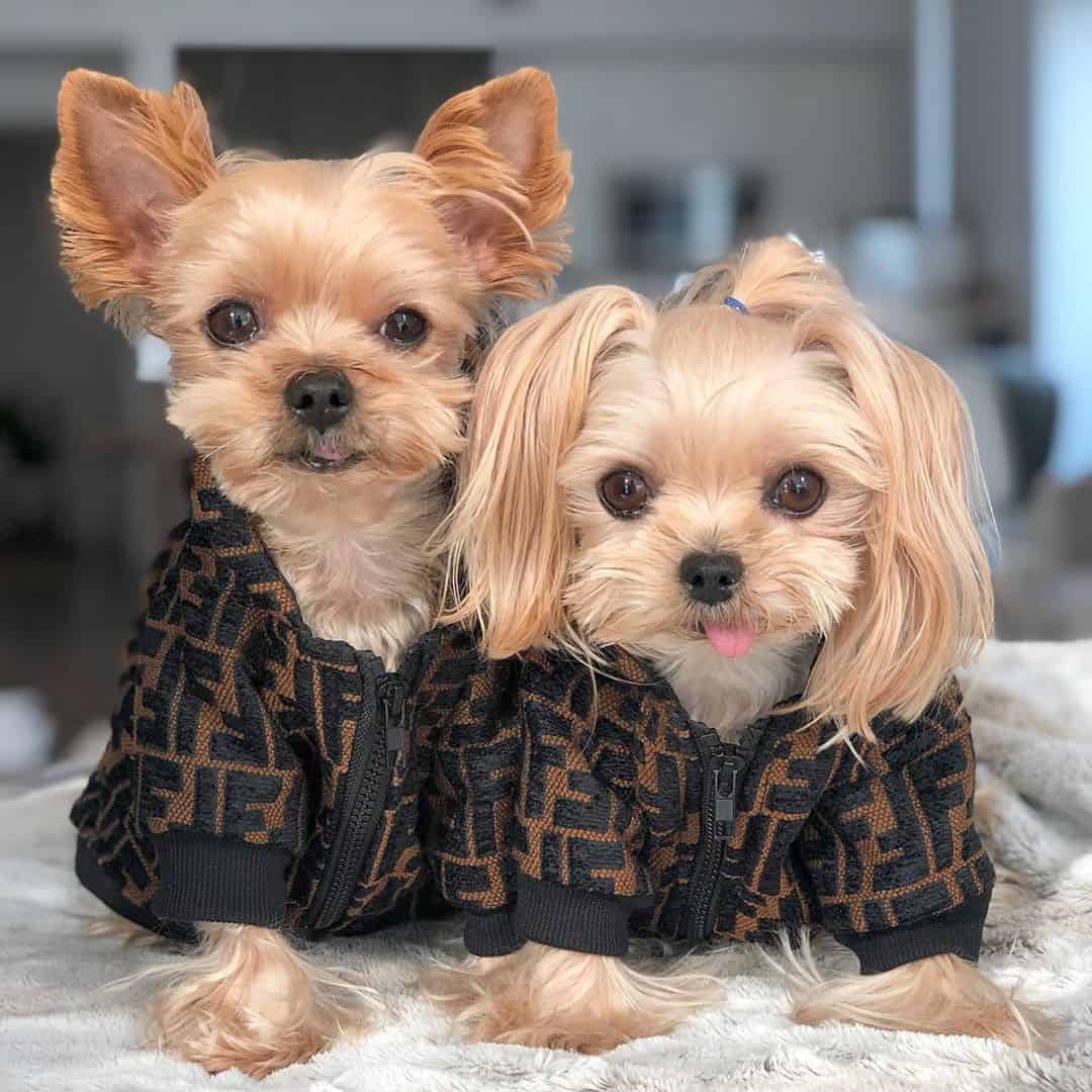 small dog hoodie-3.jpg small dog hoodie