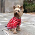 red-paw-yorkshire-terrier-jacket