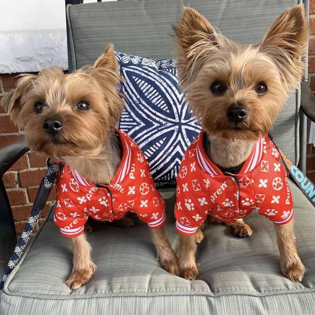 yorkies jacket red-paw-yorkshire-terrier-jacket