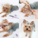 Sleek Comb for Yorkshire Terriers - Image 2