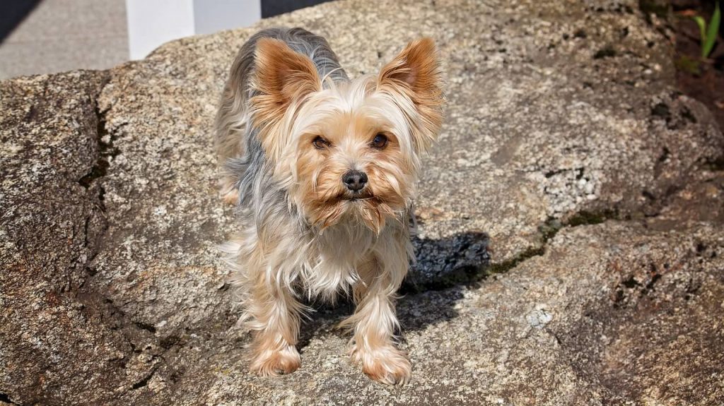 Types of Yorkies