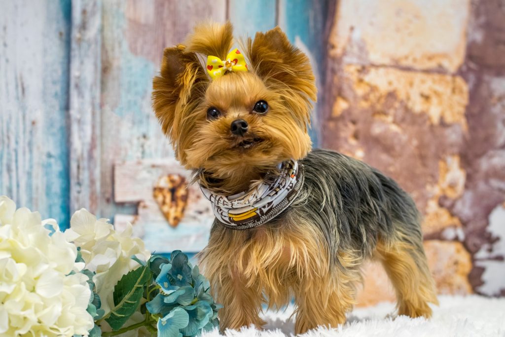 yorkies potty training