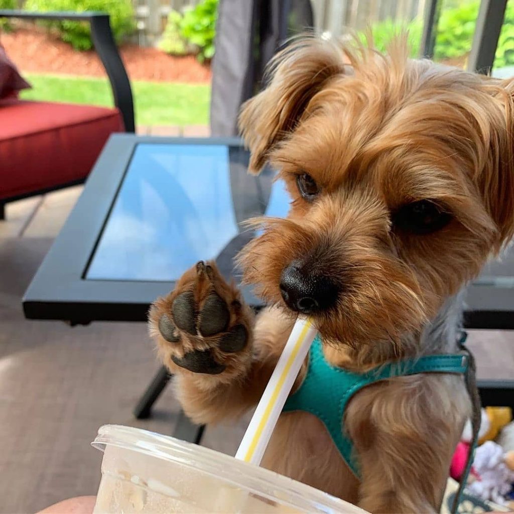 what yorkies like to do