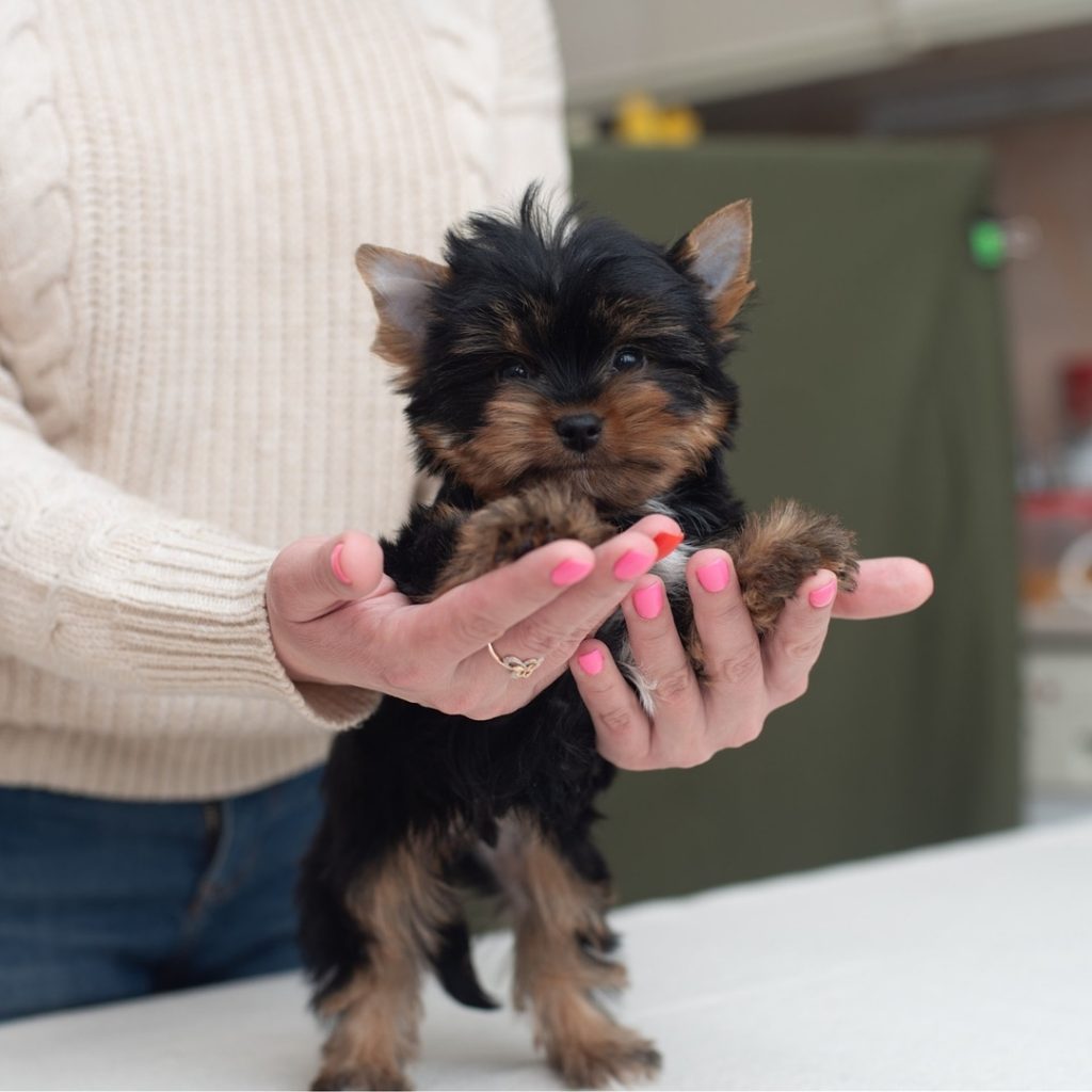 how many puppies can a yorkie have
