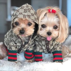yorkies gram luxury gg hooded jacket