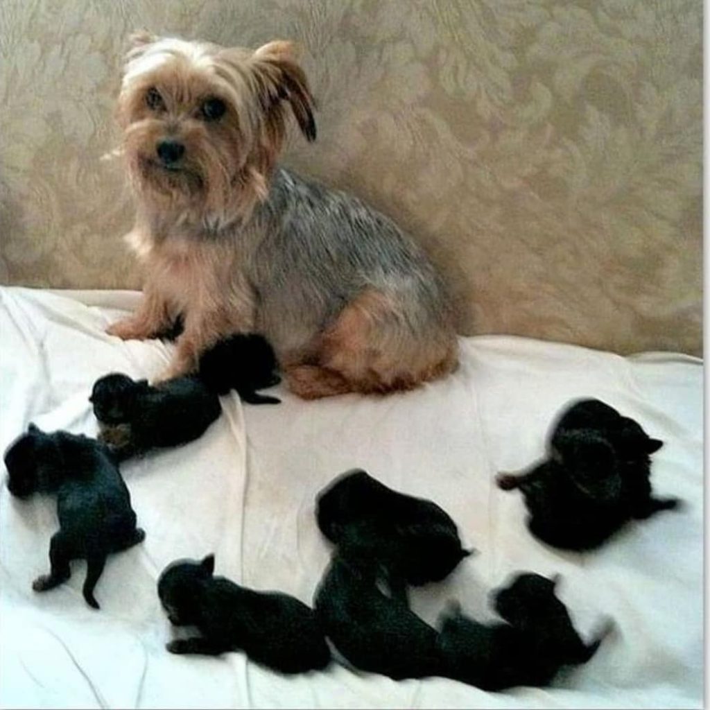 yorkie pregnancy