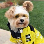 B.A.T.N. Dog Windbreaker - Image 2