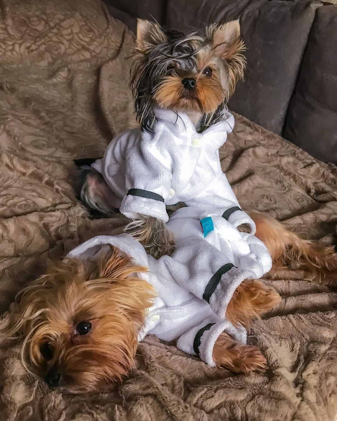 this-dog-loves-sleep-luxury-bathrobe this-dog-loves-sleep-luxury-bathrobe