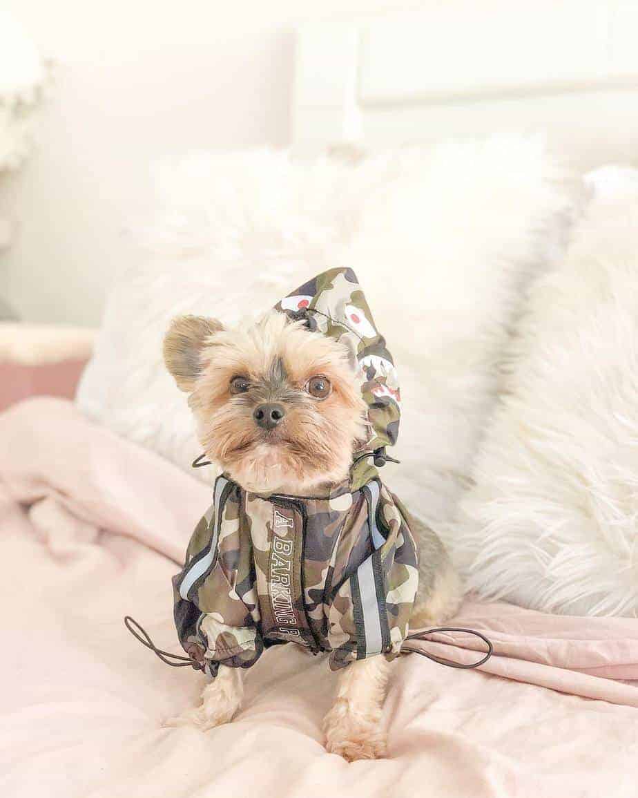 A-Barking-Pup-Camo-Dog-Windbreaker a-barking-pup-camo-dog-windbreaker