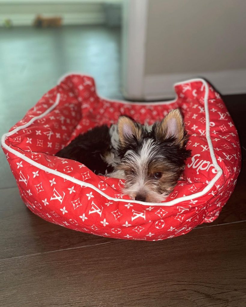 Types of Yorkies