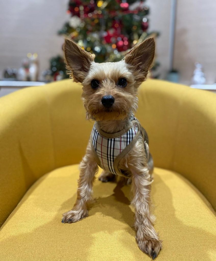 Best Harness for a Yorkie That Pulls