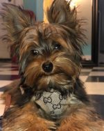 Pawcci Designer Dog Harness With Leash Set - Image 5