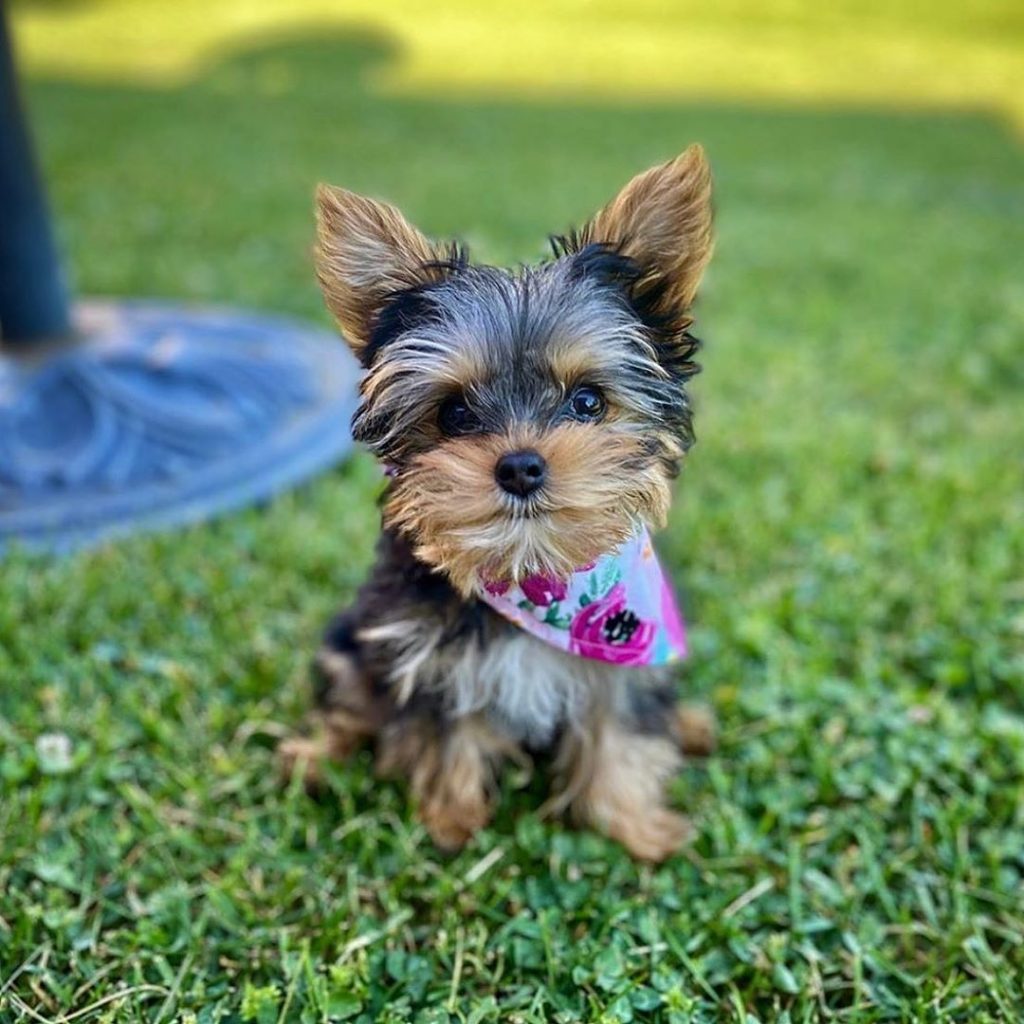 Types of Yorkies