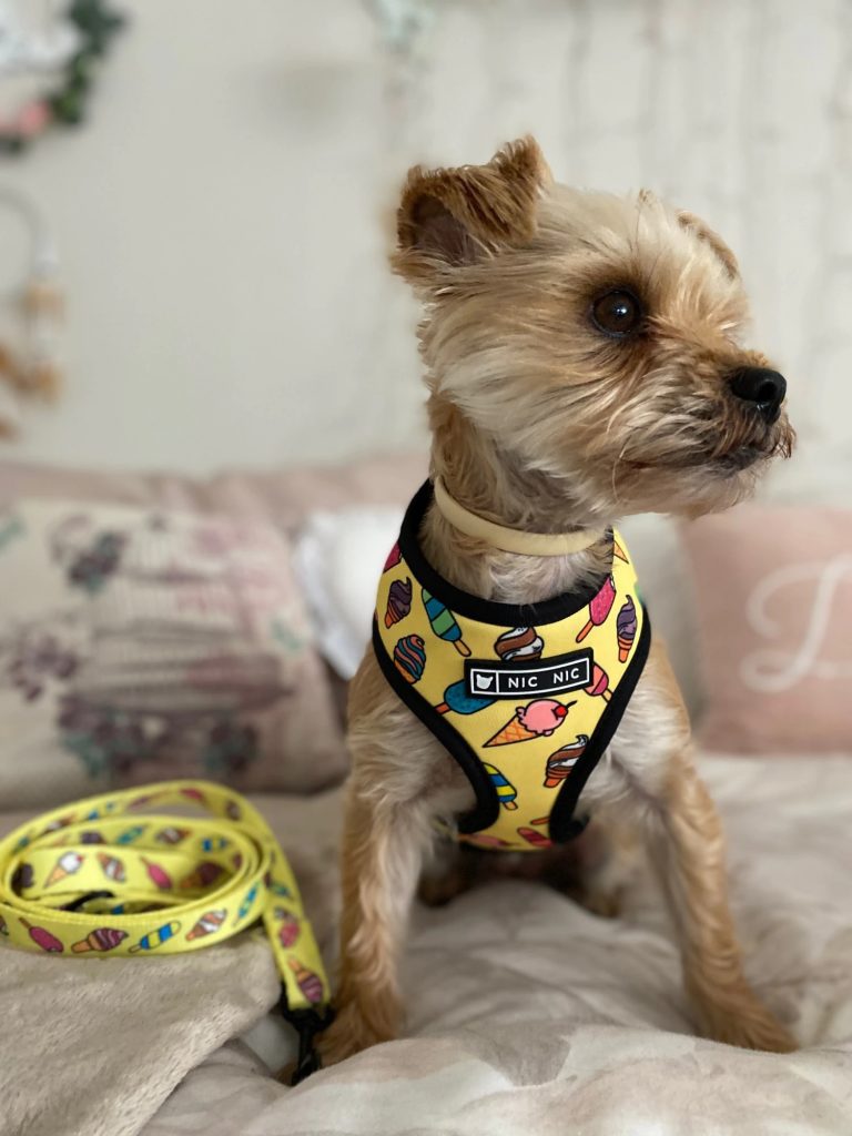 ice cream yorkie harness