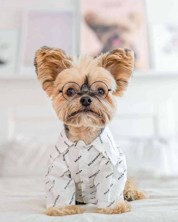 luxury yorkie clothes