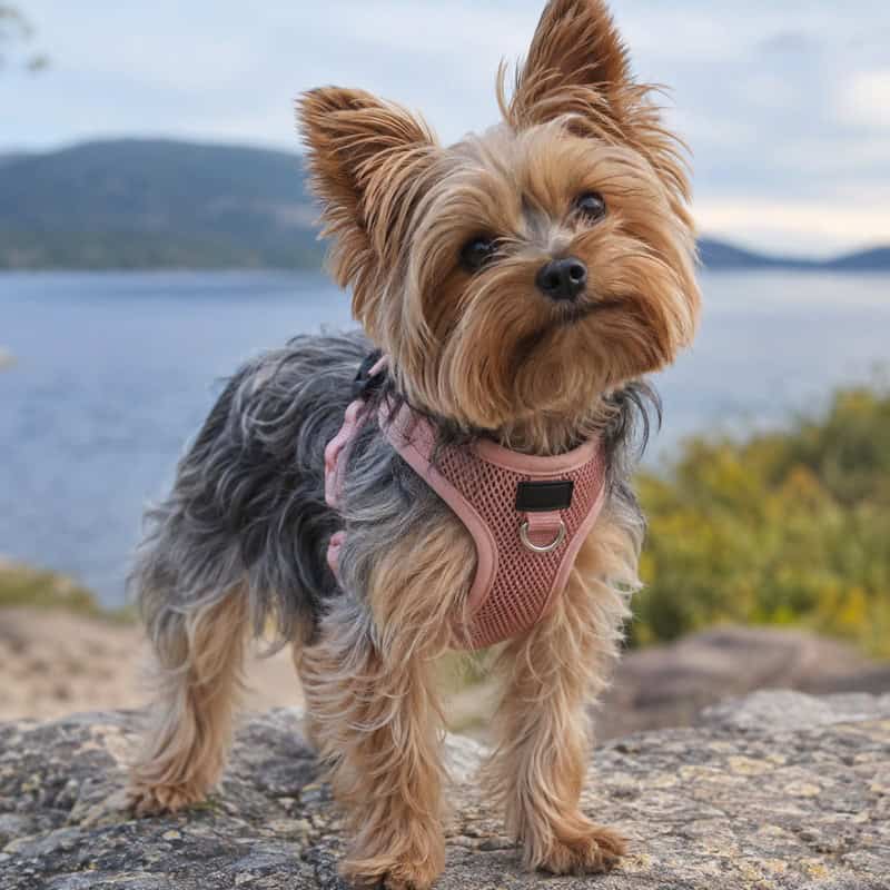 older yorkie health problems