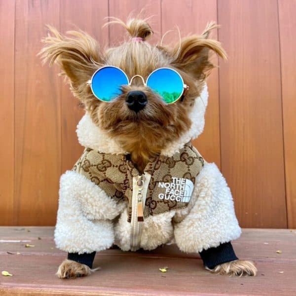 yorkie winter jacket