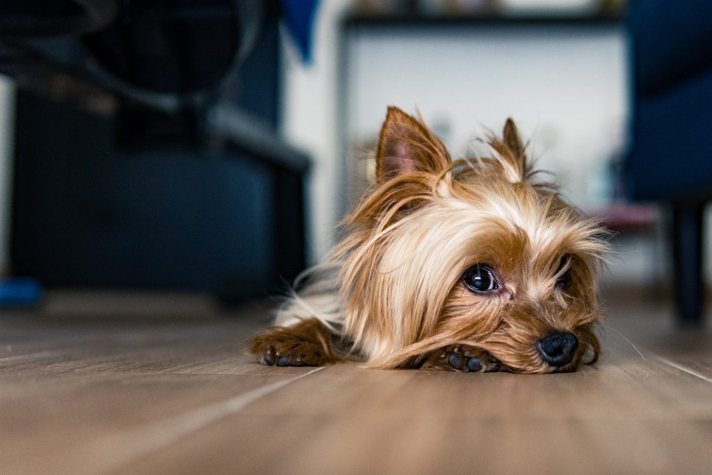 yorkie sleeping