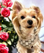 pawcci designer dog yorkie harnes with leash set