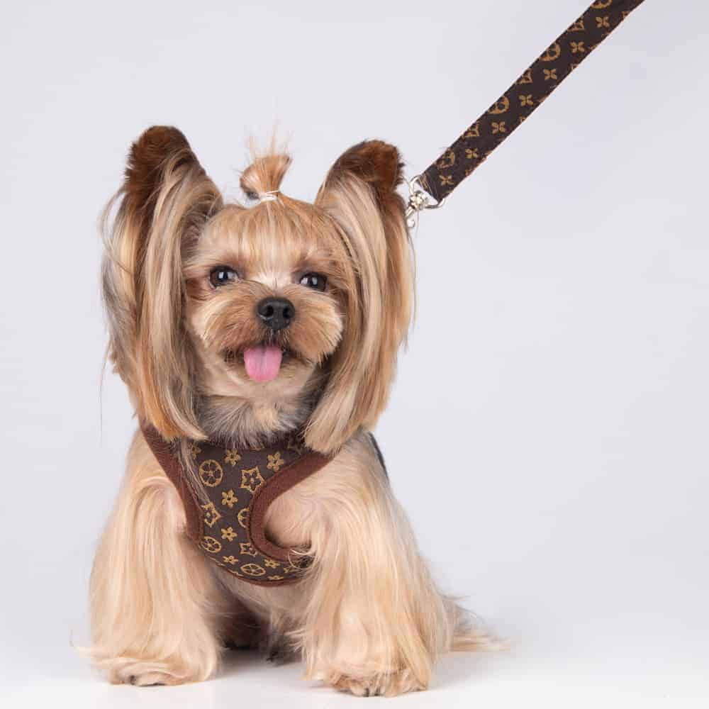 five star dog harness five-star-harness-with-leash-set
