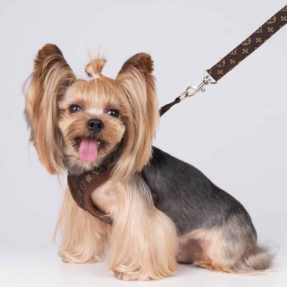 Luxury Yorkie Harness