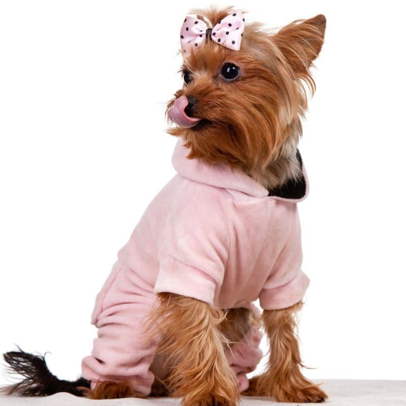 how long do yorkies live yorkies gram