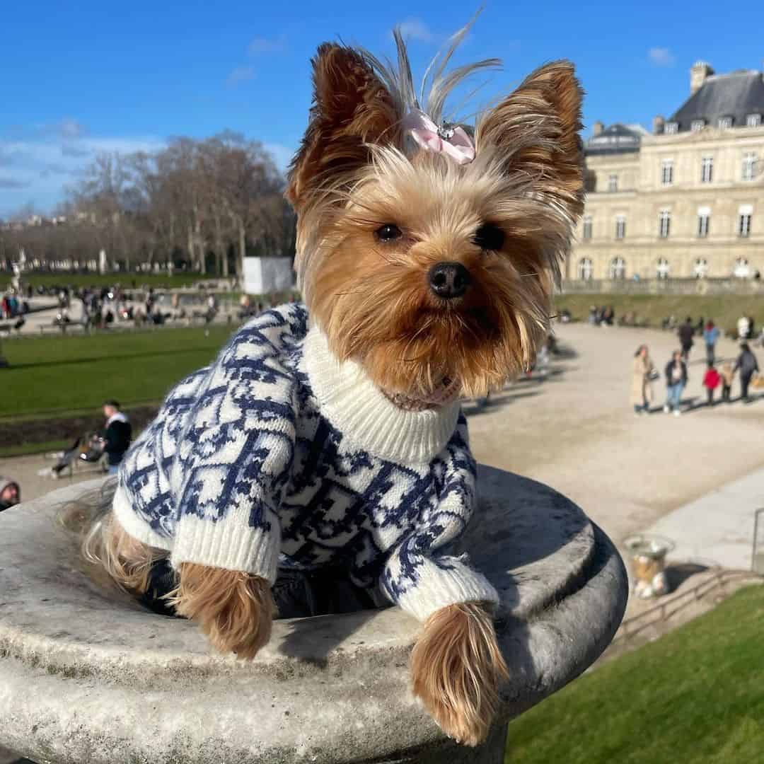 diordog sweater diordog-sweater