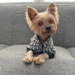 dior dog jacket