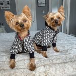 adore dog jacket
