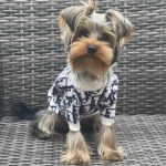 diordog-sweater