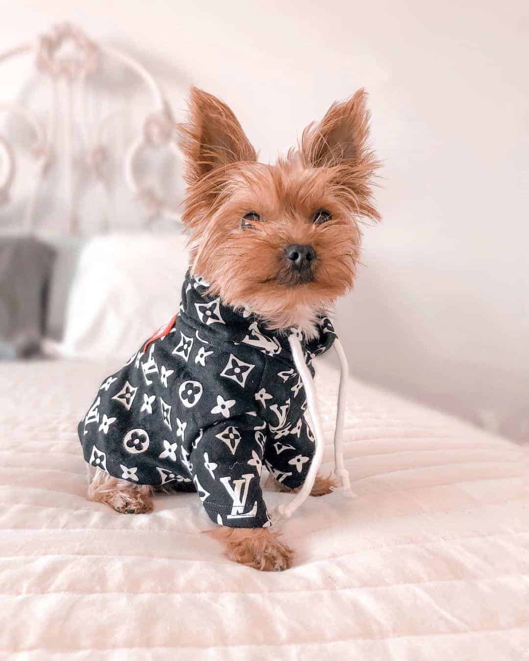 love-me-dog-hoodie love-me-dog-hoodie