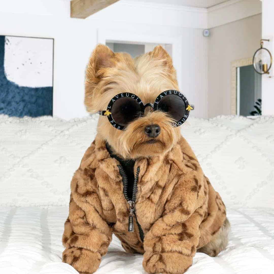 yorkie coat chewy-v-yorkie-coat