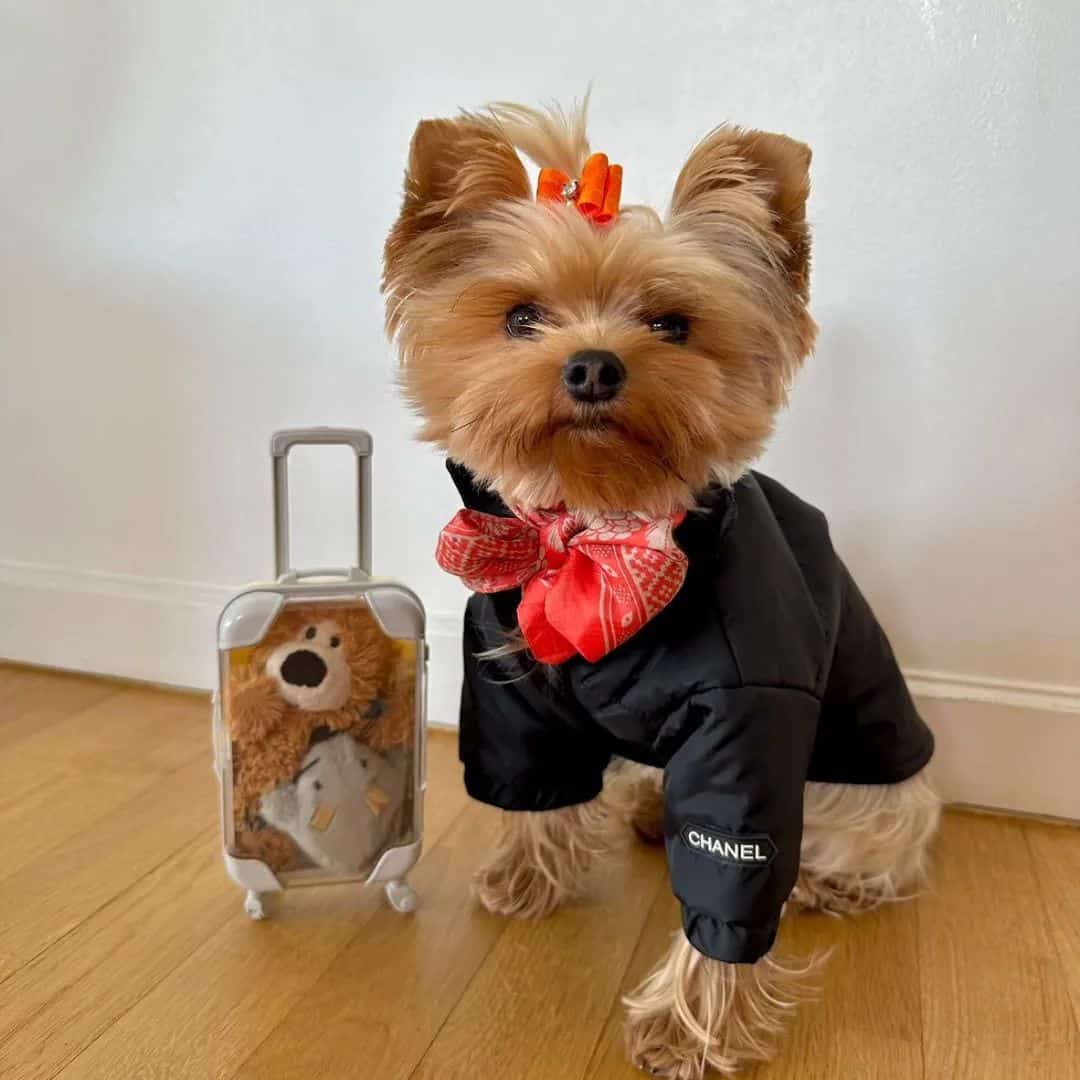 designer-dog-clothes-jacket designer dog chanel jacket