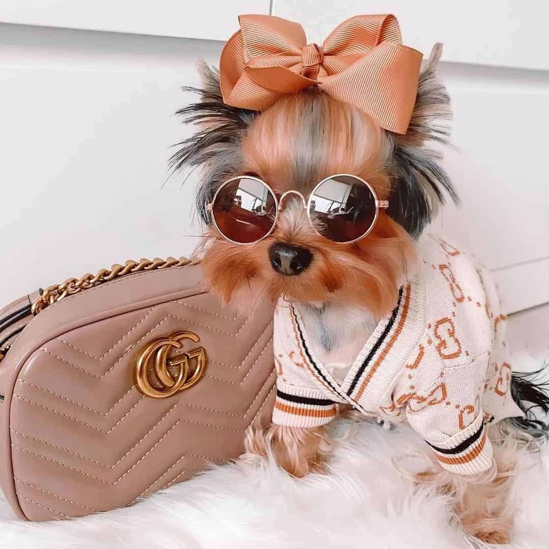 beige-dog-designer-gg-sweater-1 beige-dog-designer-gg-sweater