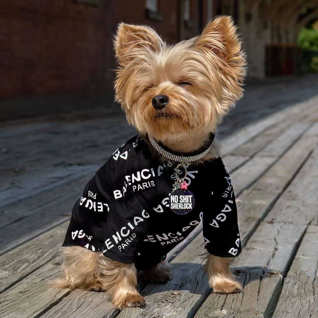 pawenciaga-black-designer-dog-t-shirt-2 pawenciaga black designer dog t-shirt