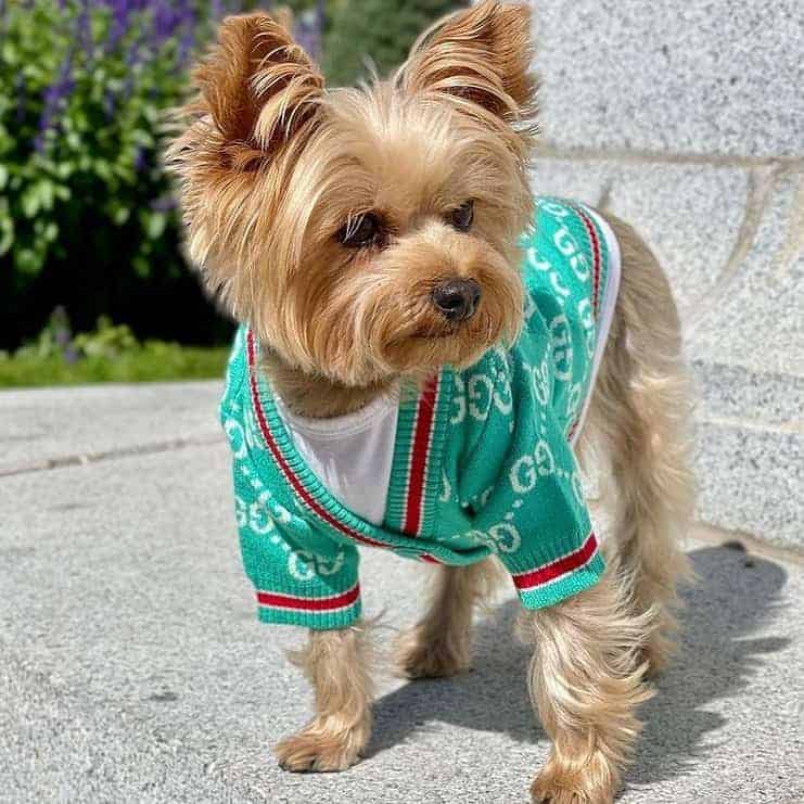 gucci dog sweater jacket gucci-dog-sweater