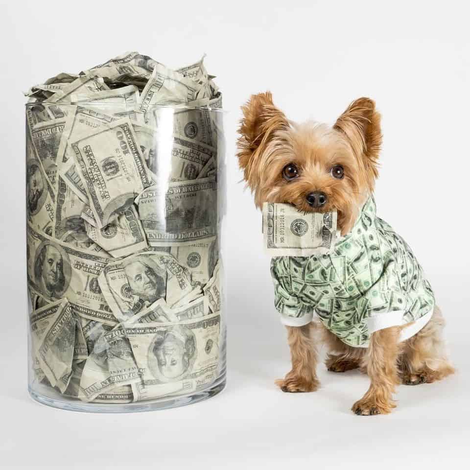 100usd-dog-hoodie.jpg_960x960.jpg 100usd-dog-hoodie