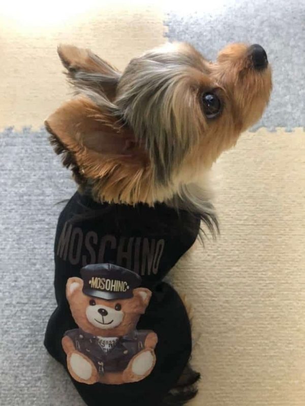 luxury yorkie clothes yorkies gram