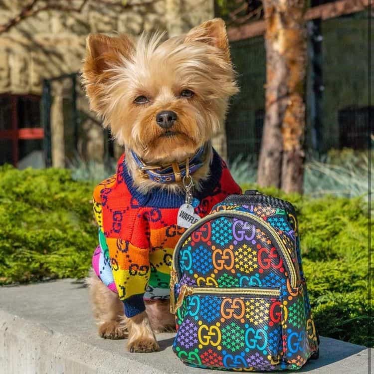 pawcci-dog-multicolor-backpack pawcci-dog-multicolor-backpack