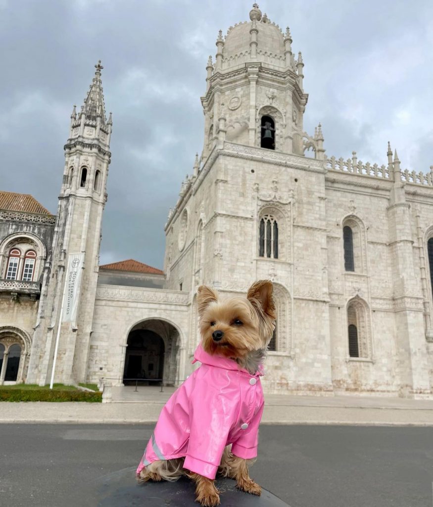 reflective safety yorkie raincoat