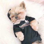 Pawlenciaga Dog Hoodie - Image 2
