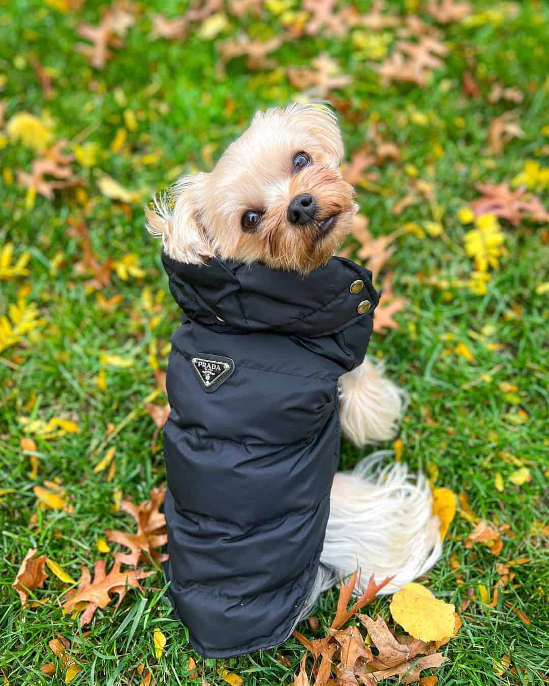 pravda-winter-dog-vest-jacket pravda-winter-dog-vest-jacket
