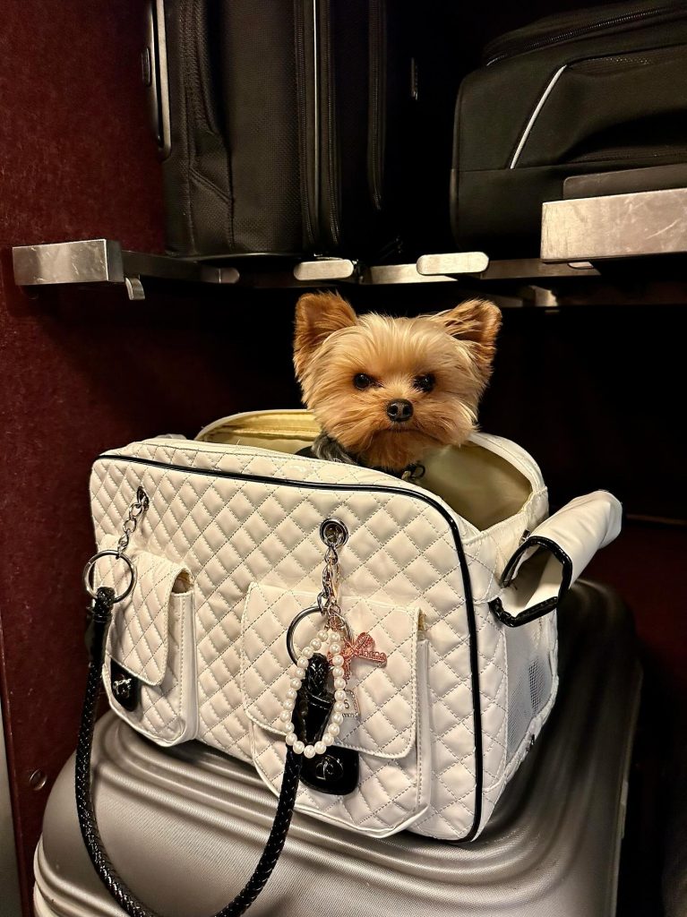 Peco Luxury Yorkie Carrier
