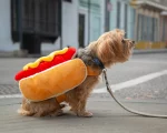 Hot Dog Yorkie Costume - Image 2