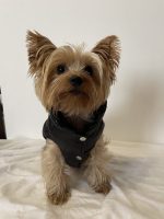 Monck Yorkie Vest Jacket - Image 2