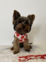 Lovely Yorkie Harness & Leash - Image 3
